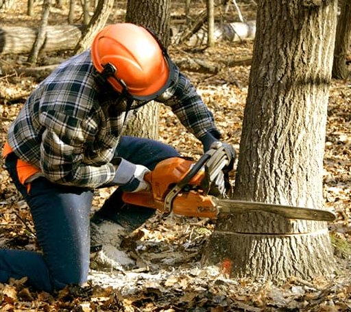 Tree Removal in Harpers Ferry, WV